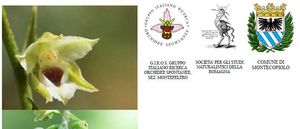 orchidee